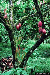 Photo: Theobroma cacao tree. Link to photo information