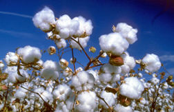 Photo: Cotton bolls.