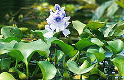 Photo: Water hyacinth. Link to photo information
