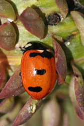 Photo: Transverse lady beetle