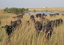 Photo: Herd of cattle grazing in tall grass in front of a pond.