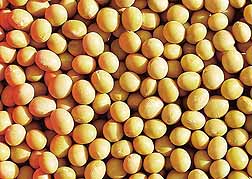 Photo: Yellow soybeans. 