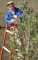Photo: ARS researcher Ted Center examining melaleuca. Link to photo information