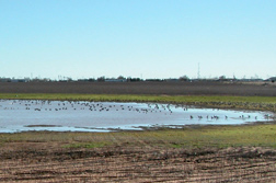Photo: Pond water above the Ogallala aquifer. 