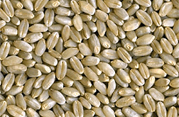 Photo: Grains of hard white winter wheat.