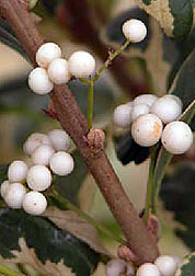 Photo: The white berries of the variegated beautyberry •Duet'.