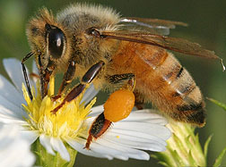 Photo: Honey bee on a flower. 