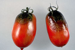 Photo: Tomatoes showing signs of late blight.