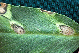 Photo: Chickpea leaf showing symptoms of Ascochyta rabiei infection.