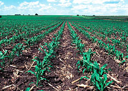 Photo: Rows of corn growing up through residues from the previous growing season. 