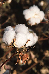 Photo: Cotton bolls.