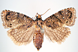 Photo: False codling moth. 