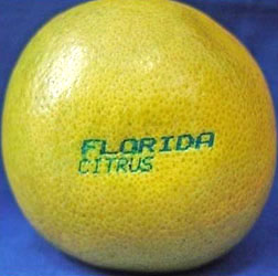 Photo: Grapefruit that has been laser etched. 