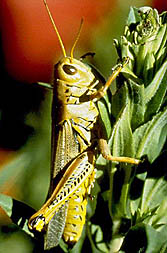 Photo: Grasshopper (Melanoplus sanguinipes).