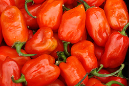 Photo: PA-559, a red habanero-type pepper.