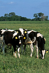 Photo: Holstein cows.