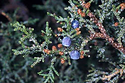 Photo: Western juniper (Juniperus occidentalis var. occidentalis Hook). 