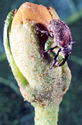Photo: Boll weevil on a cotton bud. Link to photo information