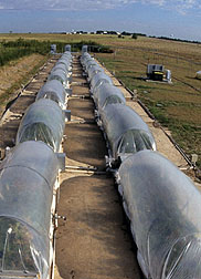 Photo: Long plastic tunnels in which the CO2 levels are controlled.