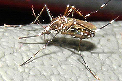 Photo: Mosquito Aedes aegypti.
