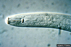 Photo: Soybean cyst nematode.