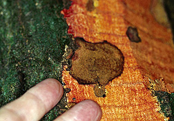 Photo: A sudden oak lesion on a coastal live oak. 
