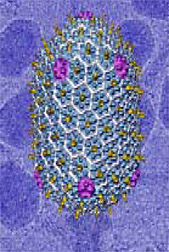 Photo: Image of a bacteriophage.