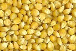 Photo: Kernels of popping corn.