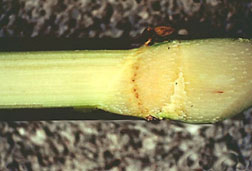 Photo: Sugarcane. Link to photo information