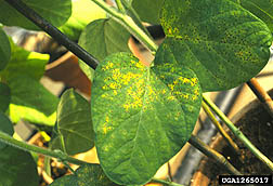 Photo: Soybean leaves showing signs of soybean rust.