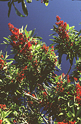 Photo: Brazilian pepper tree.