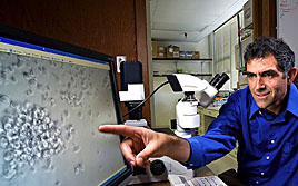 ARS chemist Reuven Rasooly studying spleen cells replication on a computer screen. Link to photo information