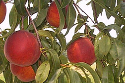 Photo: SummerFest peaches on the tree.