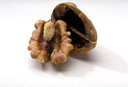 Photo: Walnut half and shell.