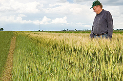 Photo: Wheat showing differences in height due to the amount of irrigation. Link to photo information
