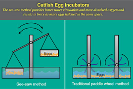 Photo: Diagram showing the differences between a see-saw catfish egg incubator and a conventional style incubator. Link to photo information