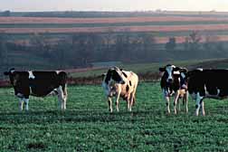 Photo: Dairy cows.