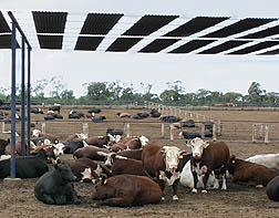 Photo: Cattle resting under a shading structure. 