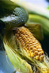 Photo: Partially shucked ear of corn. 
