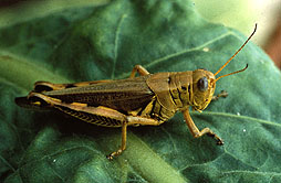 Photo: Grasshopper on a leaf. 