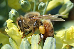 Photo: A honey bee on broccoli. 