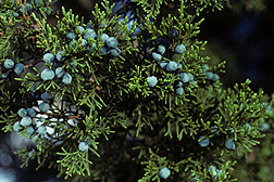 Photo: Juniperus ashei J. Buchholz