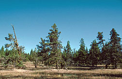 Photo: Western juniper (Juniperus occidentalis)