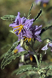 Photo: Silverleaf nightshade, Solanum elaeagnifolium.