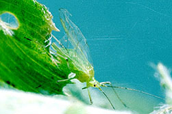 Photo: Pea aphid (Acyrthosiphon pisum).