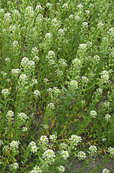 Photo: Pennycress