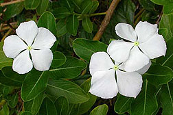Photo: Periwinkle. Link to photo information