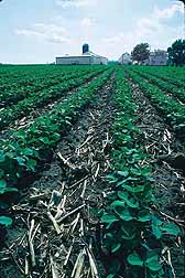 Photo: Soybean plants being grown with conservation tillage.