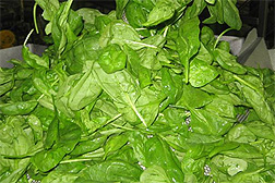 Photo: Spinach leaves.