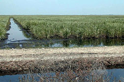 Photo: A flooded field of sugarcane.
